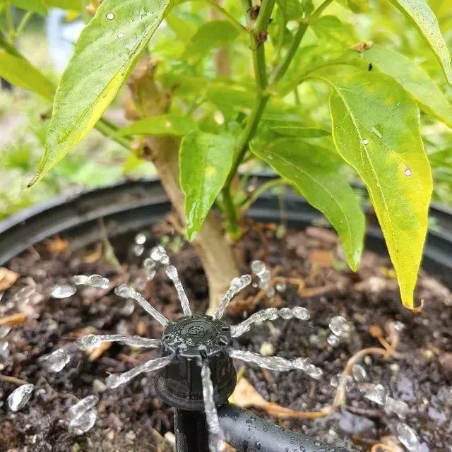 thumbnail for publication: Efficient Irrigation for Florida-Friendly Edible Landscapes